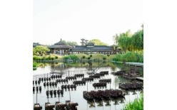 2026岳阳夏季团建新篇：贝塔团建以‘长安的荔枝’解锁国风团建新体验